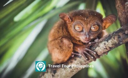 Travel Tour Philippines | Bohol