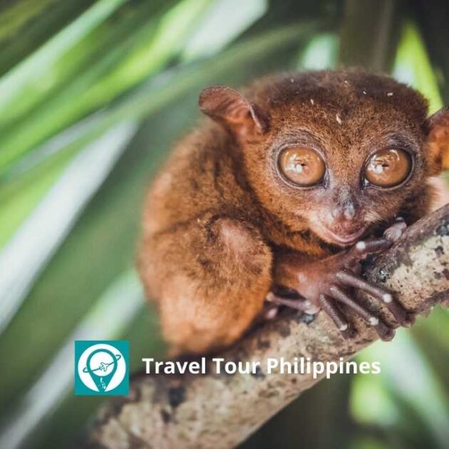 Travel Tour Philippines | Bohol