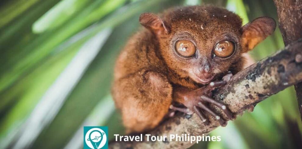 Travel Tour Philippines | Bohol